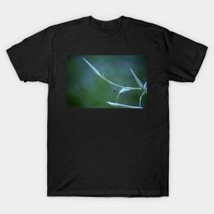 Spider on Goatsbeard Plant T-Shirt